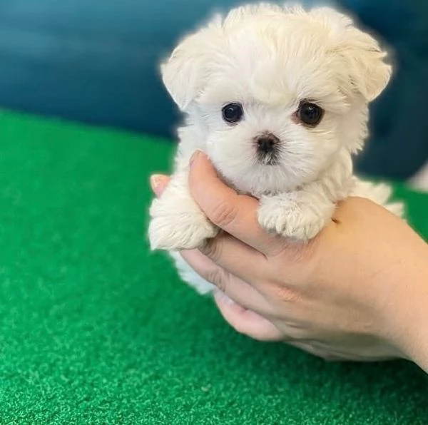 Regalo Pronto Ora cuccioli di Maltese 