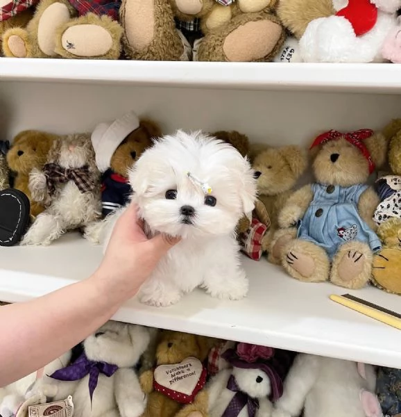 Regalo Cuccioli di Maltese toy 