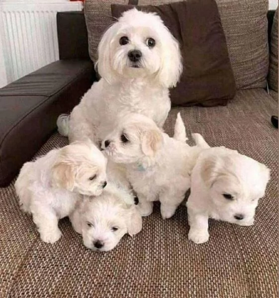 Regalo Cuccioli di Maltese  maschi e femmine