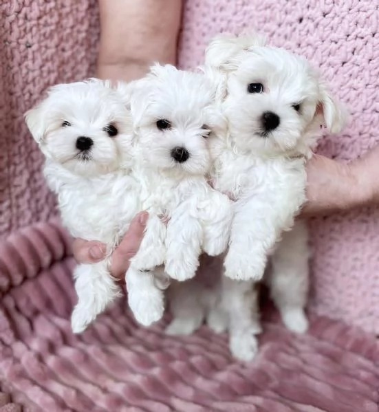  Regalo Cuccioli di barboncino toy maschio e femmina