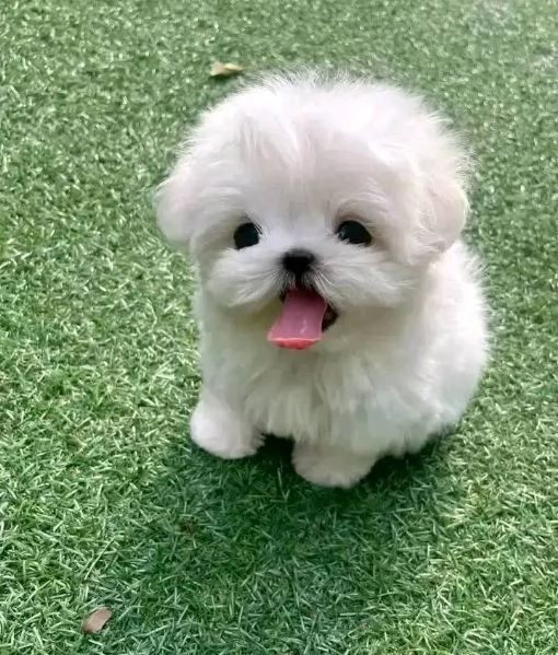 Regalo  Cuccioli di Maltese sani