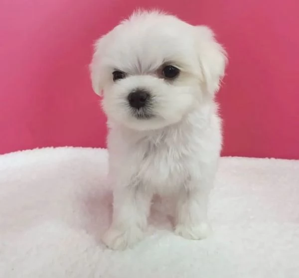 Regalo  Cuccioli di Maltese