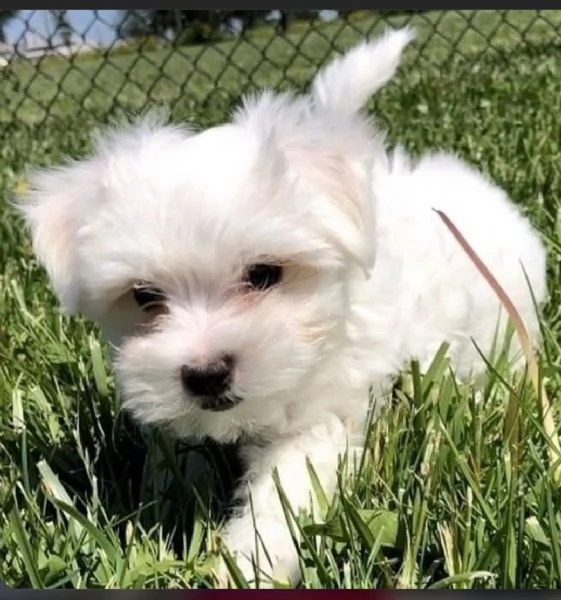 Regalo  Cuccioli di Maltese toy maschi e femmine