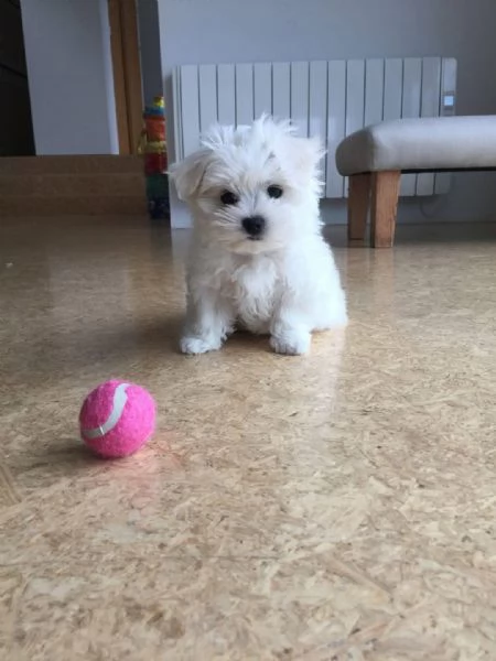 Regalo adorabili cuccioli di Maltese maschi e femmine
