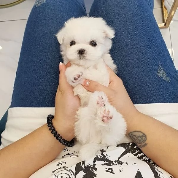 Regalo Cuccioli di Maltese toy registrati  femmine e maschi