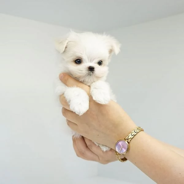 Regalo  Cuccioli di Maltese in miniatura