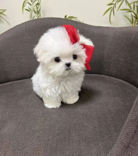 Regalo Maltese  toy 