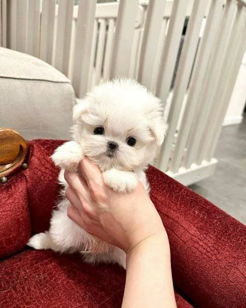 Regalo Cuccioli di Maltese super carini