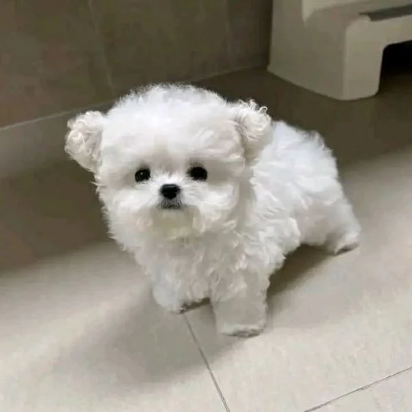 Regalo Cuccioli di Maltese toy 