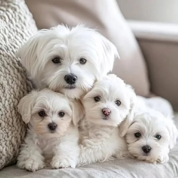 Regalo Socializzare i cuccioli di Maltese