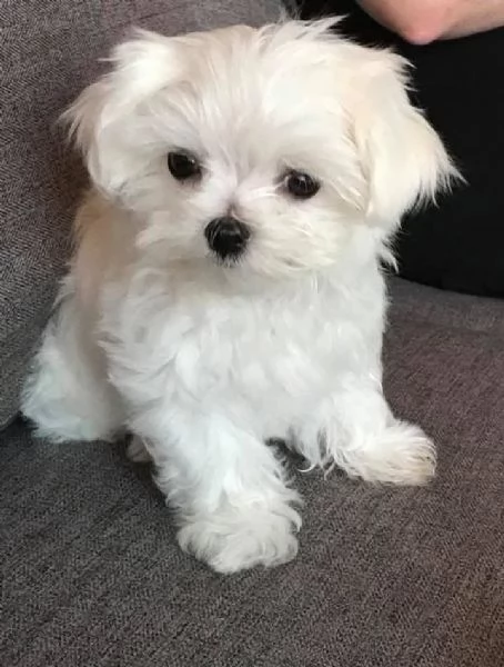 Regalo Bellissimi cuccioli di Maltese
