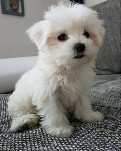 Regalo Cuccioli di Maltese toy 