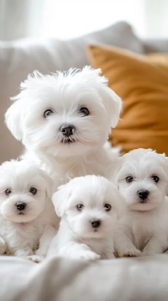 Regalo Cuccioli di Maltese  maschi e femmine
