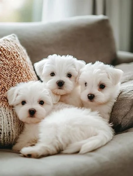 Regalo  Cuccioli di Maltese sani