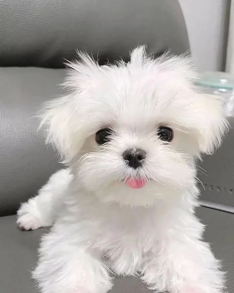 Regalo  Cuccioli di Maltese
