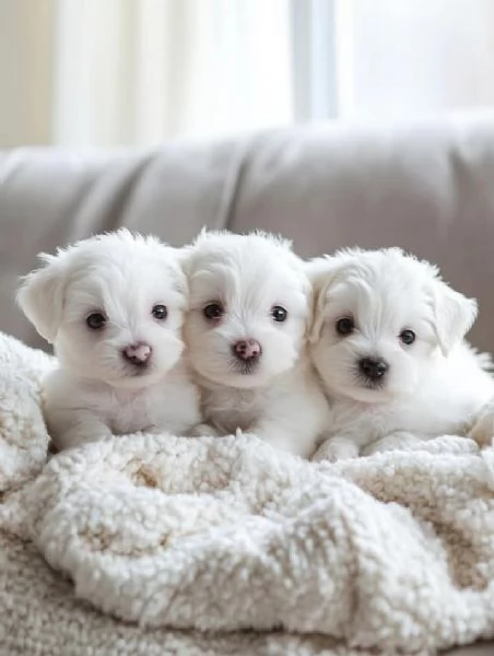 Regalo  Cuccioli di Maltese toy maschi e femmine
