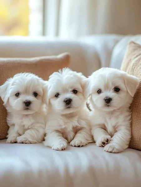 Regalo adorabili cuccioli di Maltese