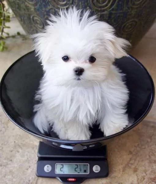 Regalo adorabili cuccioli di Maltese maschi e femmine