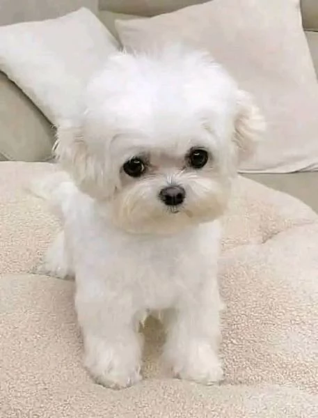 Cuccioli di Maltese Regalo disponibili