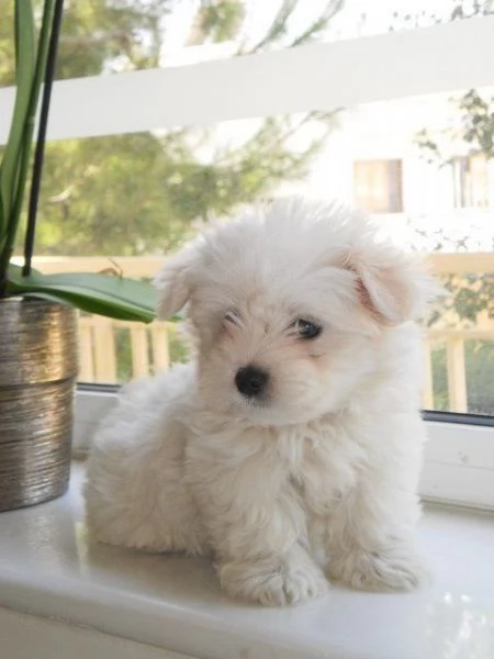 Regalo  Cuccioli di Maltese  toy registrati femmine e maschi