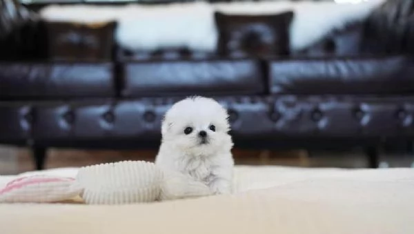 Regalo  Cuccioli di Maltese in adozione