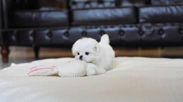 Regalo Cuccioli di Maltese registrati in adozione