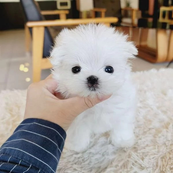 Regalo Cuccioli di Maltese da adottare