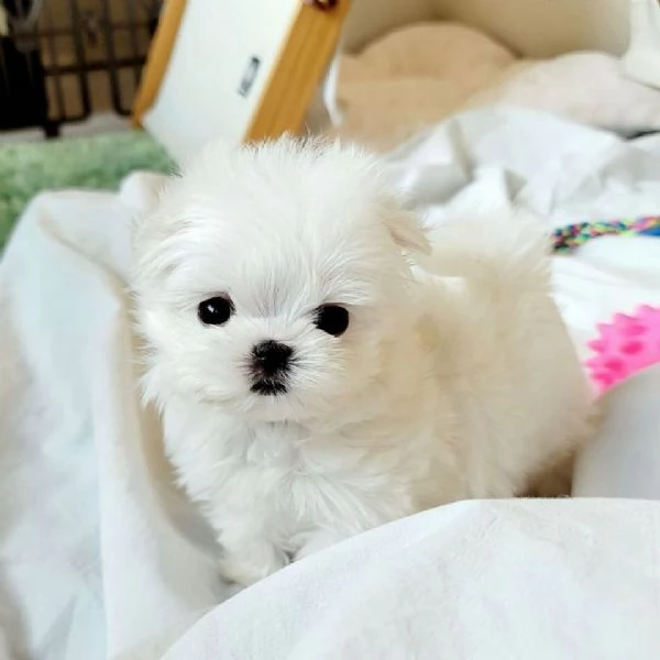 Regalo Toy Cuccioli di Maltese sani