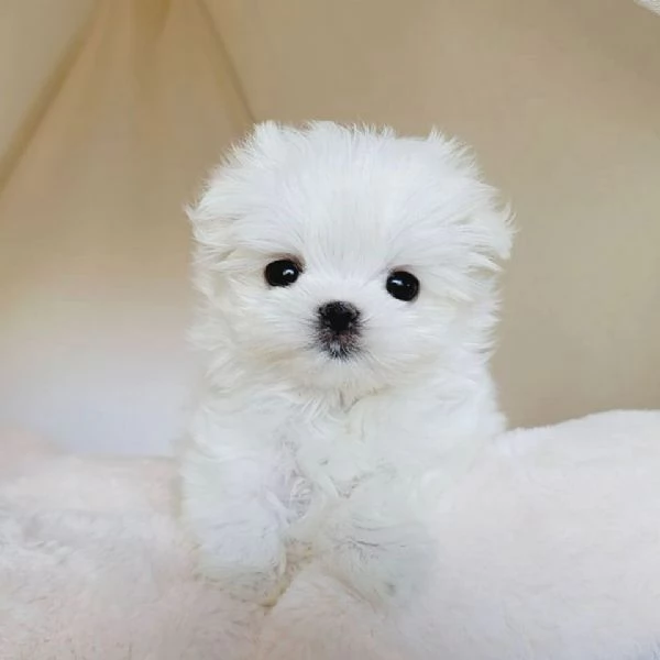 Regalo Cuccioli di Maltese toy da adottare