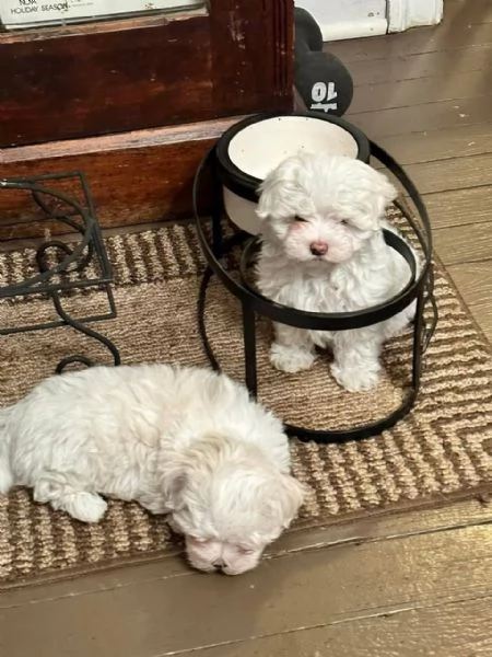 Regalo Cuccioli di Maltese registrati in adozione