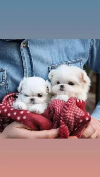 Regalo Toy Cuccioli sani di Maltese