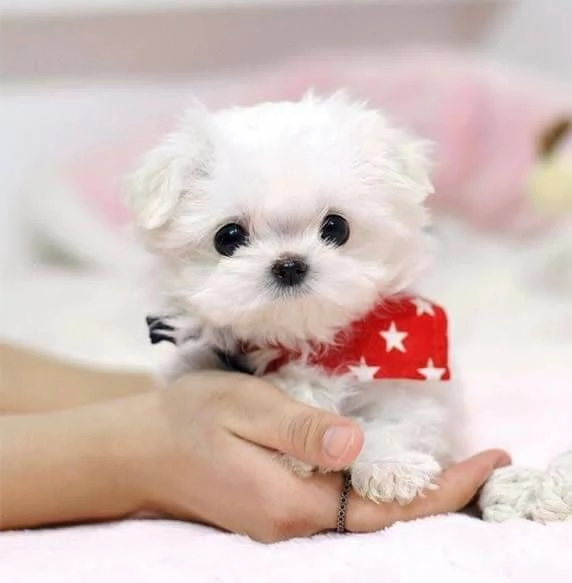 Regalo  Cuccioli di Maltese sano Toy 