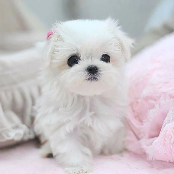 Cuccioli Regalo Maltese Red