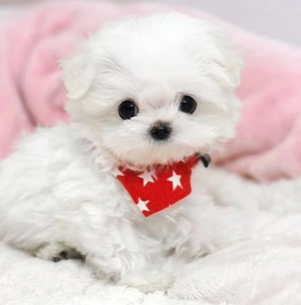 Regalo Cuccioli di Maltese toy