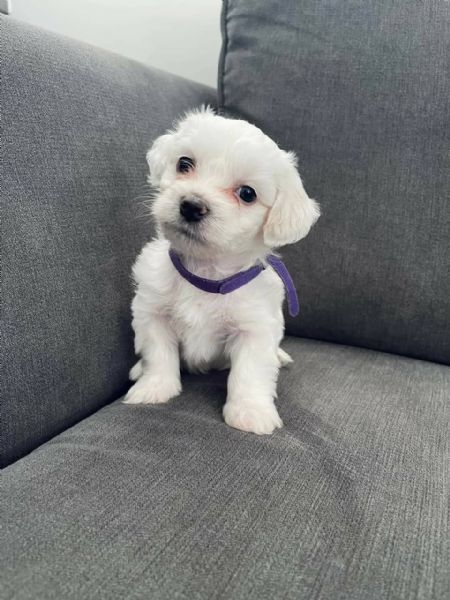 Regalo cuccioli di Maltese perfetti