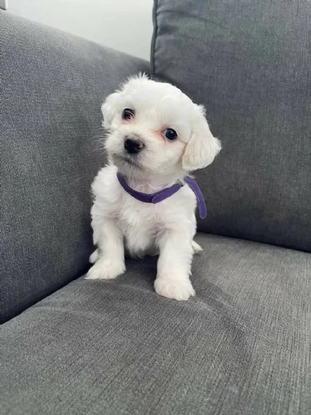 Regalo Cuccioli di Maltese sani disponibili
