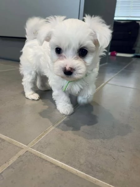 2Cuccioli di Maltese Regalo