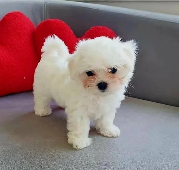 Cuccioli di Maltese Regalo