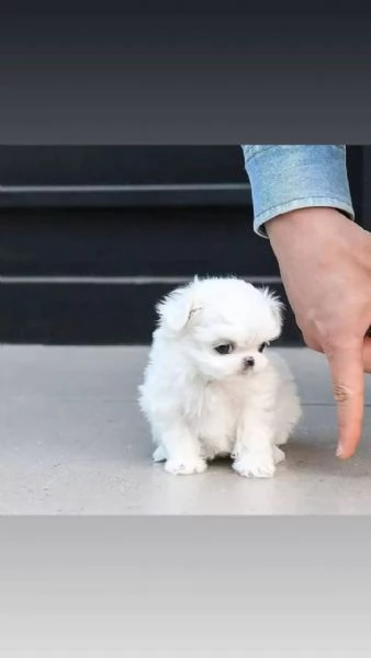 Regalo  Cuccioli di Maltese cane sani