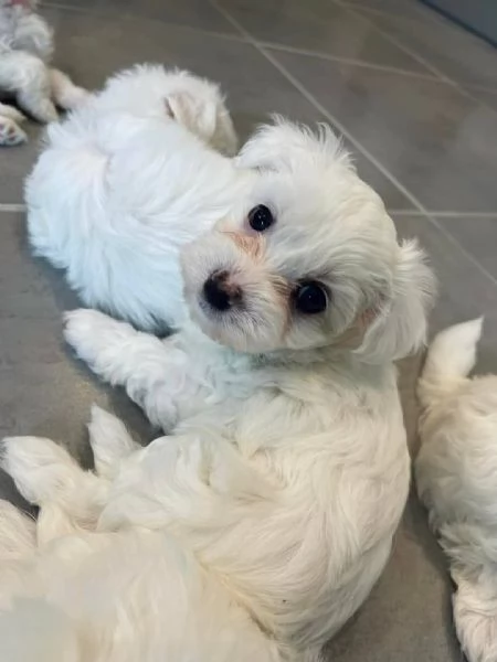 Regalo  3Cuccioli di Maltese
