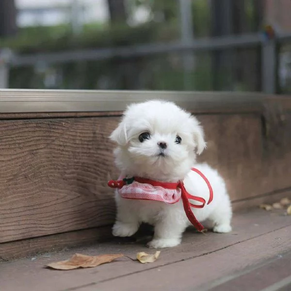 Regalo 9 settimane Maltese