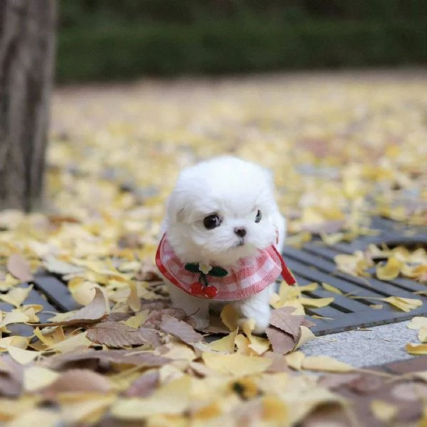 Regalo Registrato Maltese