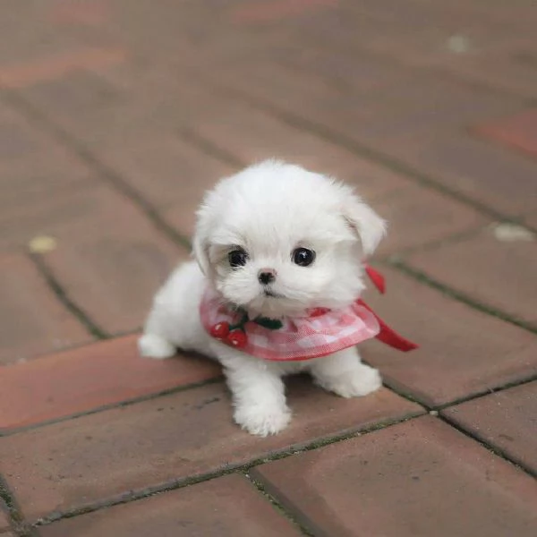 Regalo Toy  Cuccioli di Maltese allevati in casa