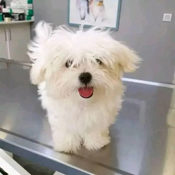 Cuccioli di Maltese Regalo