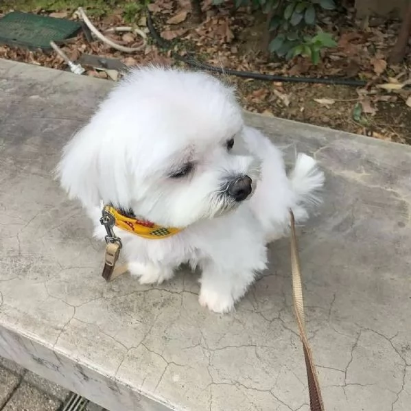 Regalo  Cuccioli di Maltese toy da adottare