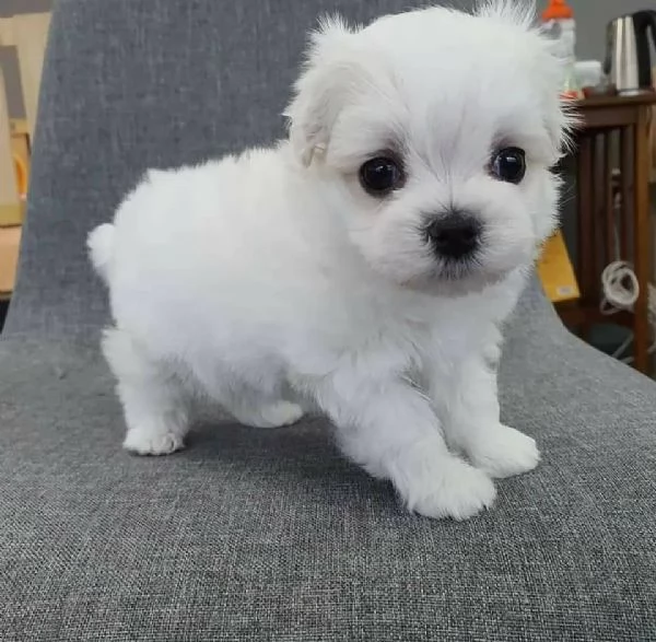 Regalo Cuccioli di Maltese super carini