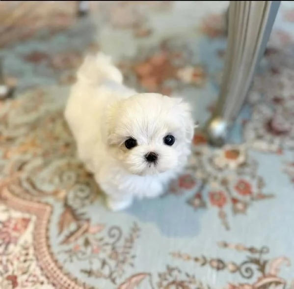 Regalo Bellissimi cuccioli di Maltese