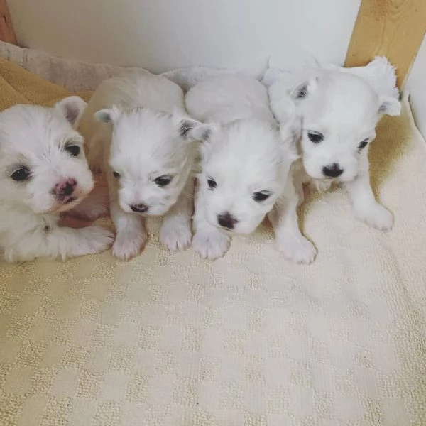 Cuccioli di Maltese  Regalo