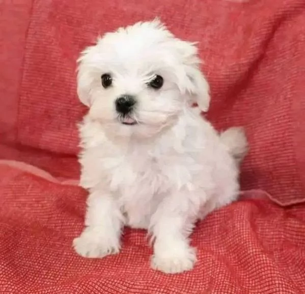 Regalo  Cuccioli giocattolo Maltese
