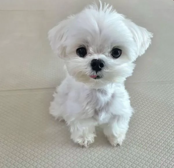 Regalo eccezionale cuccioli di Maltese